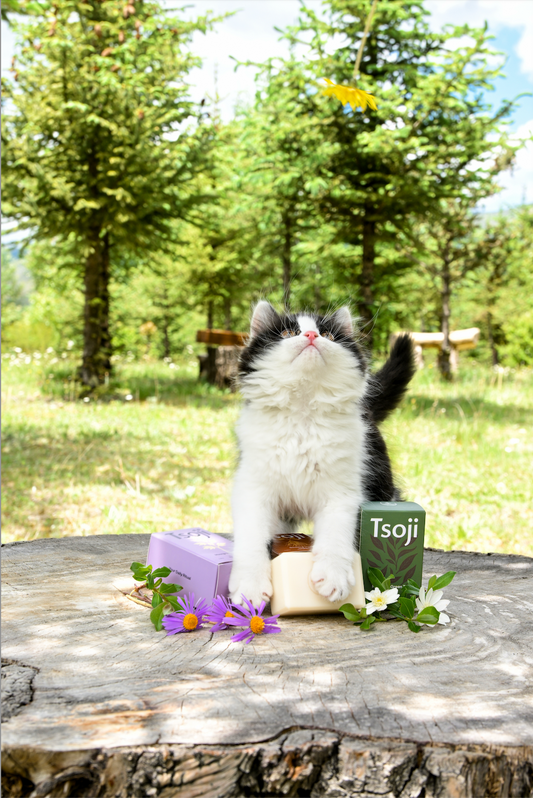 Cat-looks-at-flowers-with-tsoji-soap-and-soap-boxes