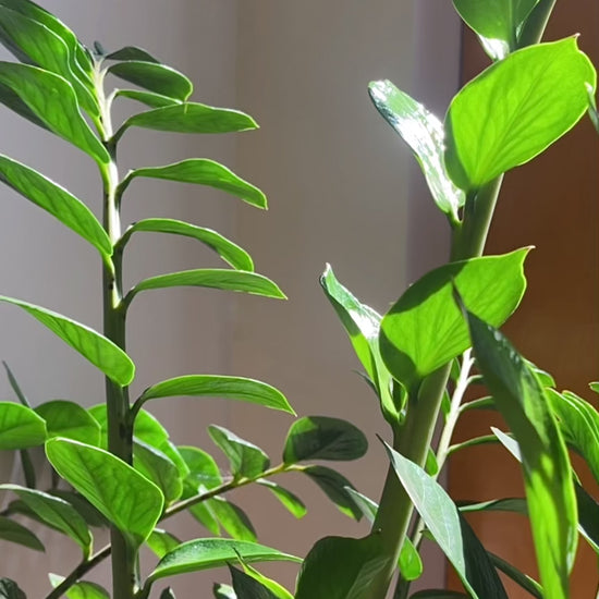 A short video shot outdoors and showing Tsoji handmade all natural Moongrass Harmony soap bar to help you restore after a busy day