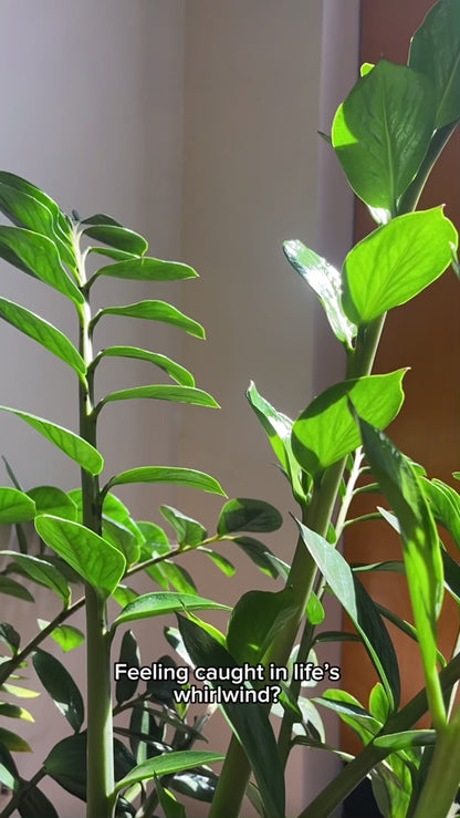 A short video shot outdoors and showing Tsoji handmade all natural Moongrass Harmony soap bar to help you restore after a busy day